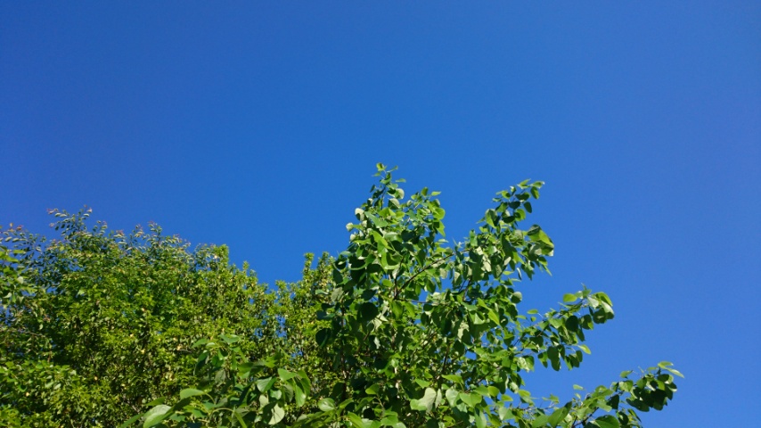 大阪の老犬ホーム